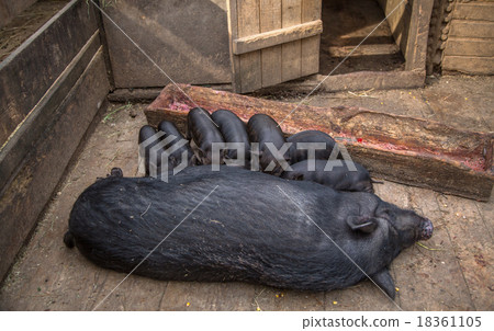 sow feeding the pigs sow feeding the pigs 18361105