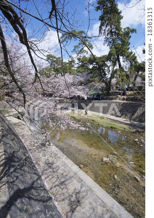 Sakura Rukawa的櫻花 18361315