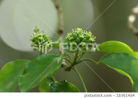 It is easy to find in natural plant caccuremino, distinctive leaves, but flowers do not care if they are not careful ① It is easy to find in natural plant caccuremino, distinctive leaves, but flowers do not care if they are not careful ① 18361484
