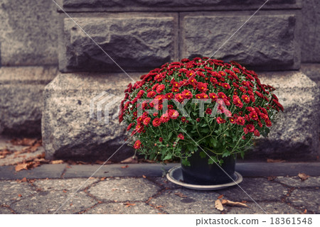 flower pot with red chrysanthemums in front of sto 18361548