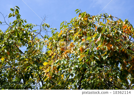 奈良的柿子 奈良的柿子 18362114