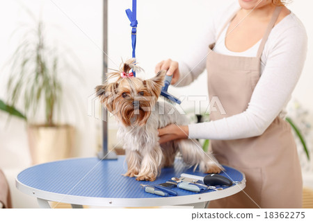 Yorkshire terrier is being brushed by groomer.  18362275