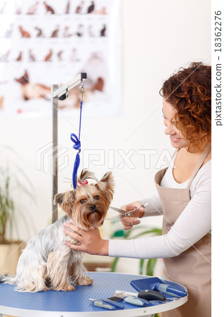 Yorkshire terrier is being trimmed by groomer. 18362276