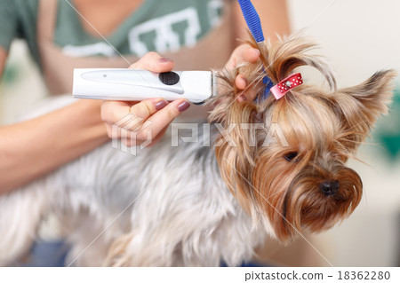 Yorkshire terrier is being trimmed.  18362280