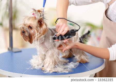 Yorkshire terrier is being trimmed Yorkshire terrier is being trimmed 18362285