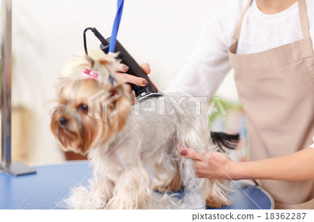 Yorkshire terrier is being trimmed Yorkshire terrier is being trimmed 18362287