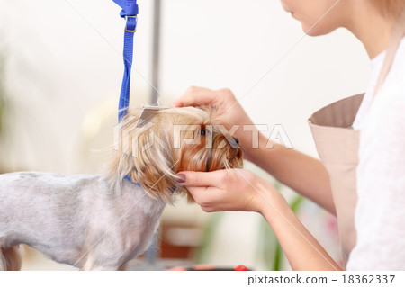 Yorkshire terrier is being scrupulously brushed. 18362337