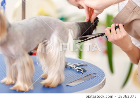 Yorkshire terrier stands quiet during procedure. Yorkshire terrier stands quiet during procedure. 18362375