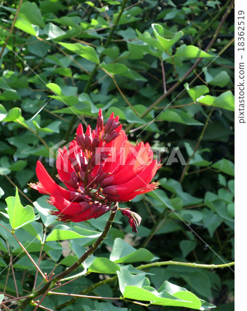 Deigo Deigo 18362519