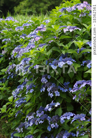 Flower hydrangea 18362561