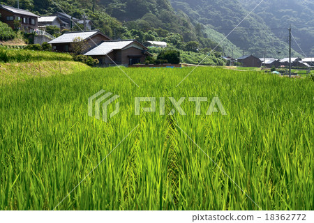 Rain growing in rural gardens of satoyama Rain growing in rural gardens of satoyama 18362772