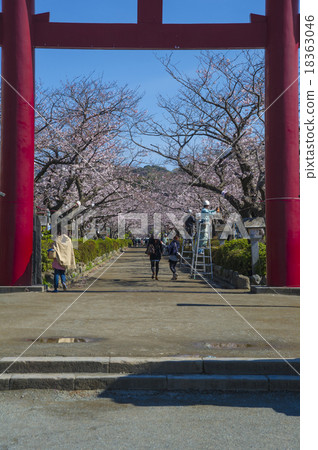 From Tsurugaoka Hachimangu Shrine's Ninoto Torii to Takurozu Cherry Blossoms 18363046