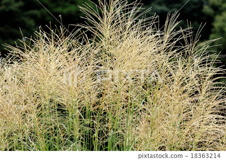 Natural plant Susuki, flowers are in full bloom .... There is not much taste when you are tingle 18363214