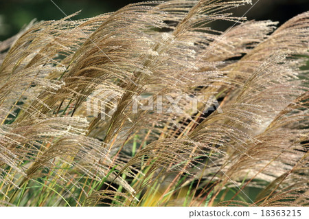 Natural plant Susuki, Kaya (Kaya) used for "the roof top" seems to be Susuki Natural plant Susuki, Kaya (Kaya) used for "the roof top" seems to be Susuki 18363215