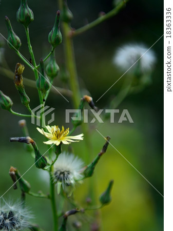 Akinonogi of late autumn makes you feel stiff 18363336