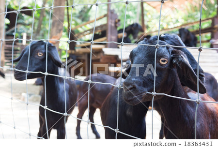 black dark goat behind a fence black dark goat behind a fence 18363431