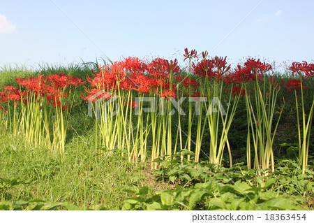 Higanohana陽光燦爛的日子閃耀 Higanohana陽光燦爛的日子閃耀 18363454