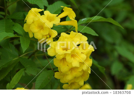 黃色花Tecoman姿態 黃色花Tecoman姿態 18363708