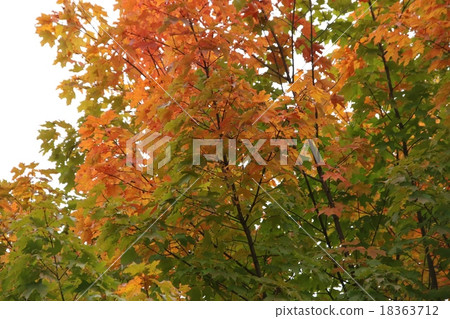 Maple autumn leaves of Canada · Laurencian Maple autumn leaves of Canada · Laurencian 18363712