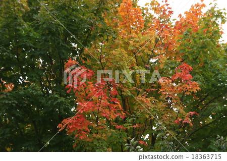 楓樹秋葉加拿大·勞倫西安 18363715