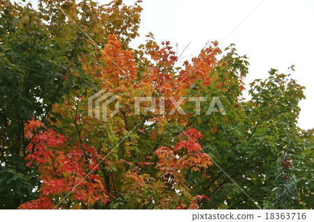楓樹秋葉加拿大·勞倫西安 18363716