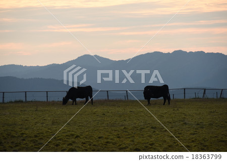 Dusk of Shikoku Karst and cows 18363799