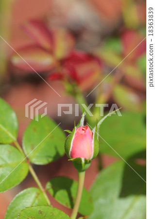 萊昂納多達芬奇玫瑰的花蕾 萊昂納多達芬奇玫瑰的花蕾 18363839