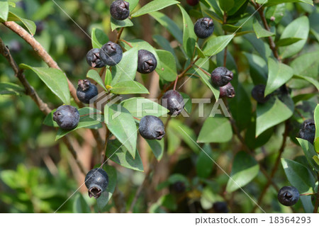 土耳其水果 18364293