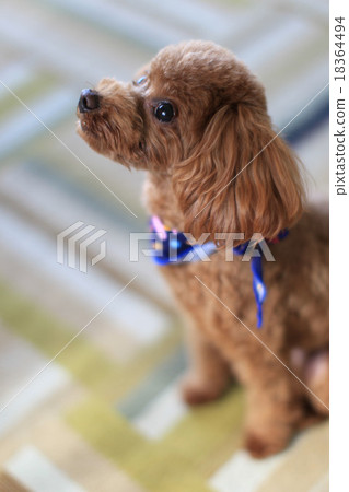 玩具貴賓犬 玩具貴賓犬 18364494