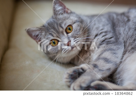 cat cat 18364862