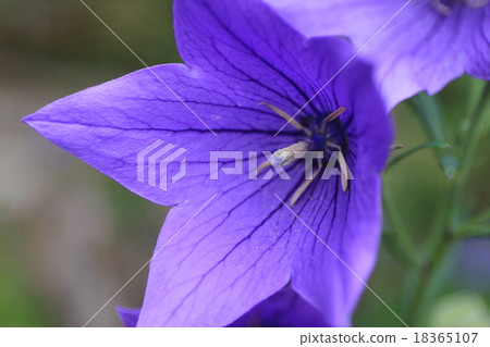 由翻譯提供支持 18365107