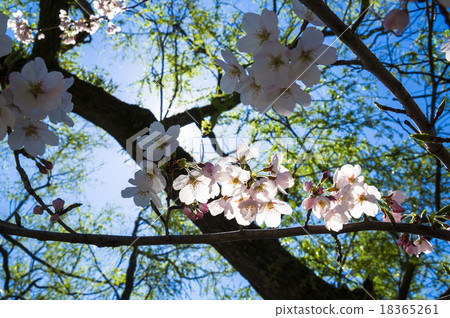 Cherry blossoms at Tsuruoka Hachimangu Shrine 18365261