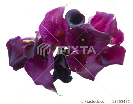 Calla lilly flowers 18365455