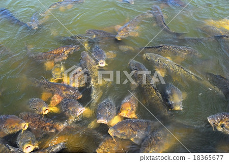 Koi swimming in the pond Koi swimming in the pond 18365677