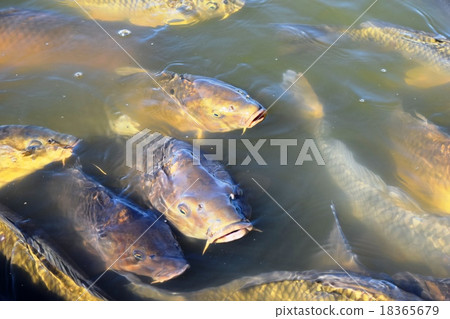 Koi swimming in the pond Koi swimming in the pond 18365679