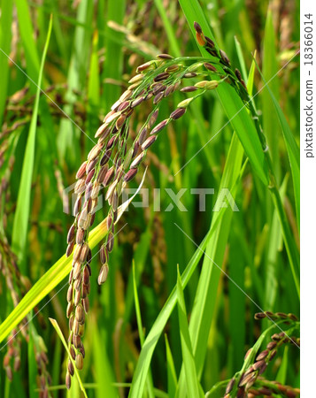 ancient rice 18366014
