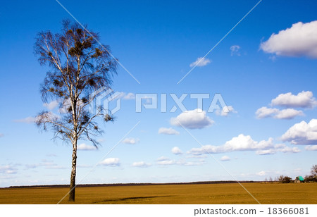 One birch   18366081