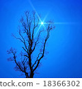 Starry sky and tree silhouette 18366302