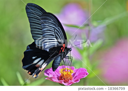 Fall butterfly Fall butterfly 18366709