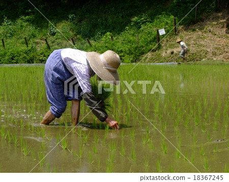 Rice planting 18367245