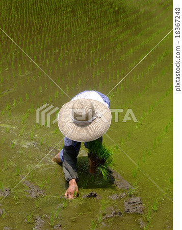 Rice planting 18367248