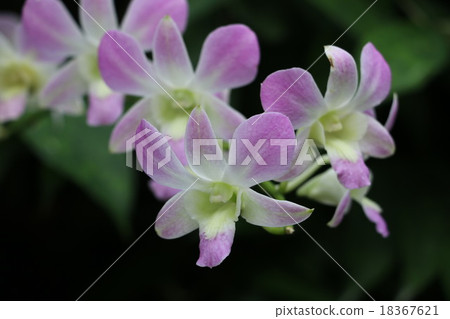 Flowers of Singapore Flowers of Singapore 18367621