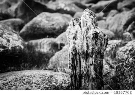 Groyne on shore of the Baltic Sea 18367768