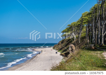 Coastal forest on the Baltic Sea coast Coastal forest on the Baltic Sea coast 18367975