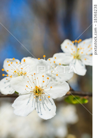 white blossoms in spring white blossoms in spring 18368238