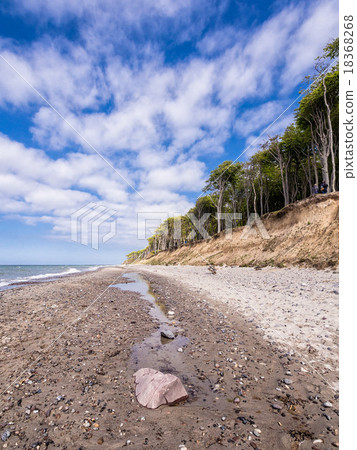 Coastal forest on the Baltic Sea coast Coastal forest on the Baltic Sea coast 18368268