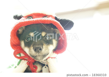 穿獅子舞的最小的豆灌木 18368310