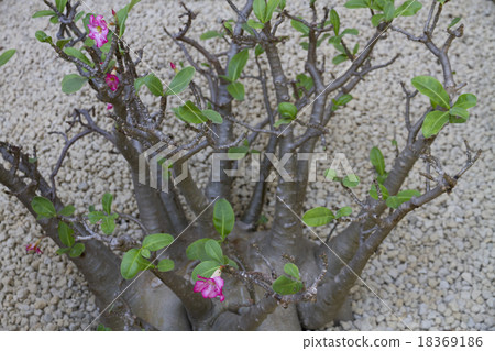 Rose of the desert Rose of the desert 18369186