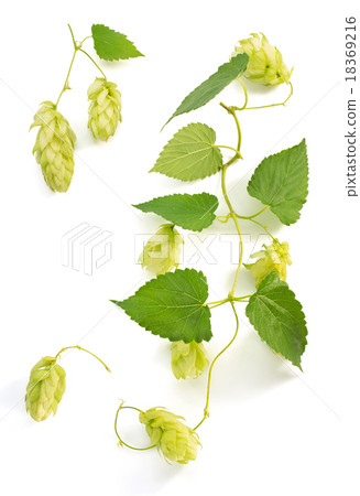hop cones isolated on white hop cones isolated on white 18369216