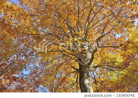 Autumnal leaves trees forest Autumnal leaves trees forest 18369348